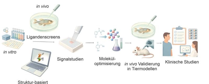 Modulators play a major role in the targeted control of receptor activities. Several modulators of adhesion GPCRs have successfully mastered the transition from in vitro active compounds to effective in vivo applications in animals. | Source: Graphic created with Illustrae | Copyright: Ines Liebscher
