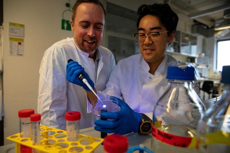 Samuel Sung (right) holds a bowl of gel in his hand in the laboratory of Prof. Dr. Nico Lachmann (left). He shows how he adds phagocytes to help with wound healing. | Copyright: Karin Kaiser/MHH.    
