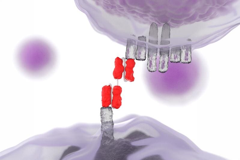 Principle of action: A bispecific antibody (blinatumomab, red) connects a T cell (top) to a CD19-positive B cell (bottom) via CD3. This spatial coupling leads to the activation of the T cell and the targeted destruction of the target cell. | Source: Marion Subklewe | Copyright: Gene Center of the LMU    