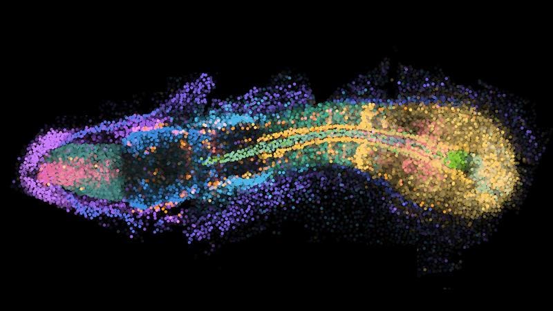 Twenty genes mapped to their exact three-dimensional positions within a developing embryo, with each color representing the expression pattern of a single gene. | Source: Yinan Wan | Copyright: Yinan Wan, Biozentrum, University of Basel   