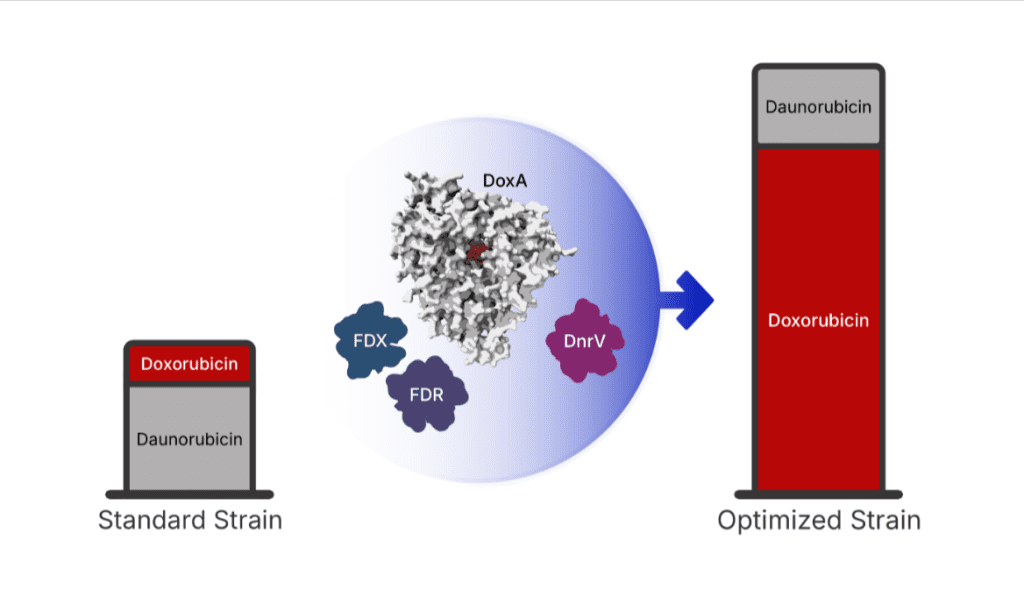 The image shows how the new, optimized bacterial strain produces an increased amount of doxorubicin. At the center, the primary production mechanism (DoxA) is enhanced by a biological "power supply" (FDX and FDR) and a "molecular sponge" (DnrV). While the power supply keeps the process running at full speed, the sponge prevents the drug from clogging the system, allowing the genetically engineered cells to produce the drug with unprecedented purity and a 180% higher yield than traditional industrial processes. Photo credit: Keith Yamada