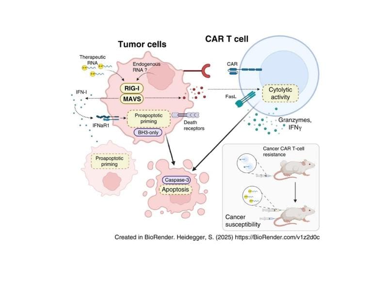 The figure provides a schematic summary of the project results | Copyright: © Nadia El Khawanky