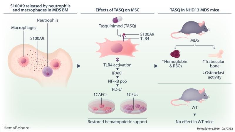 Tasquinimod inhibits S100A9-mediated inflammasome activation in the MDS bone marrow, normalizes the hematopoietic support function of MSCs, and improves anemia and bone structure. | Source: Manja Wobus | Copyright: Manja Wobus   
