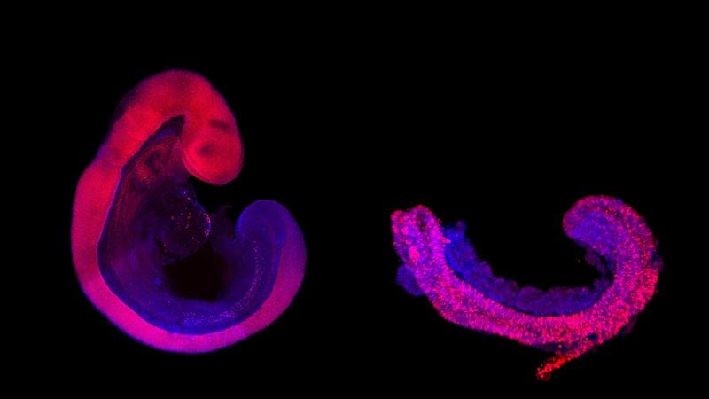 Comparison between embryo (left) and a stem cell-based embryo model representing the embryonic strain (right). The picture shows mouse embryo and mouse embryo model, but similar models can be generated from human stem cells. | Copyright: Jesse Veenvliet, MPI-CBG