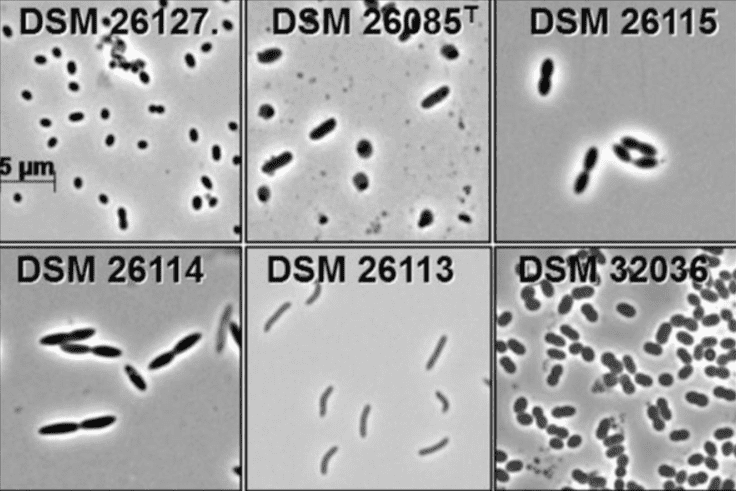 Microscopic images of bacteria from the intestinal microbiome of the mouse | Copyright: DSMZ