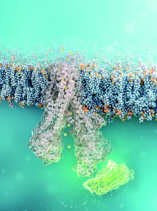 Cell-permeable nanobody (green) binds to defective CFTR chloride channel (structural simulation) | Source: Barth van Rossum | Copyright: FMP/Barth van Rossum