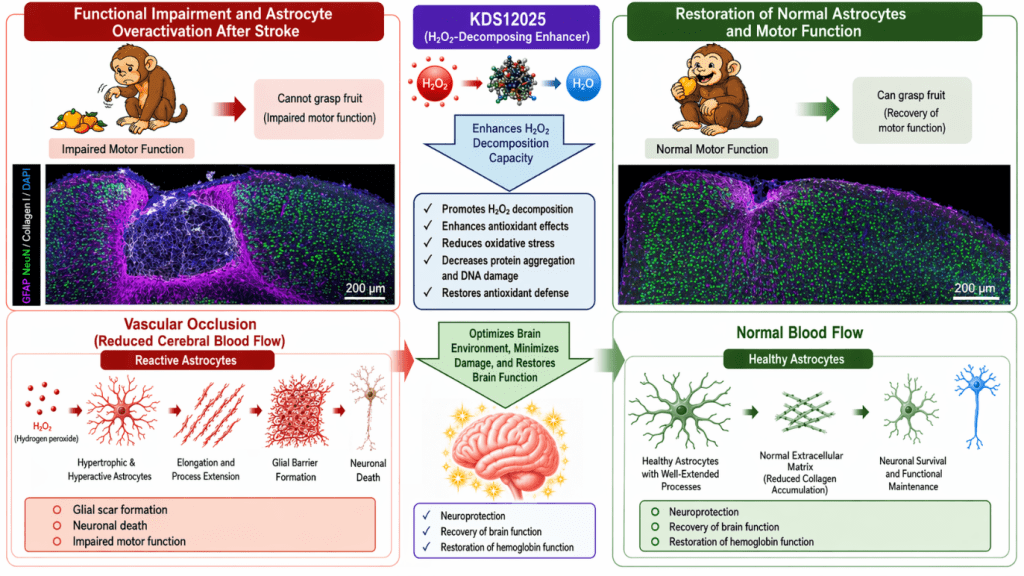 Schematic representation of astrocyte-mediated type I collagen production and neuronal cell death in ischemic stroke After ischemic injury, excessive hydrogen peroxide (H₂O₂) is produced, which leads to the activation of astrocytes. Activated astrocytes produce collagen proteins that contribute to the formation of a glial cell barrier and induce neuronal cell death. Importantly, inhibiting collagen production or eliminating excess hydrogen peroxide early prevents the progression of neuronal damage and restores motor function, as shown in non-human primate models.  