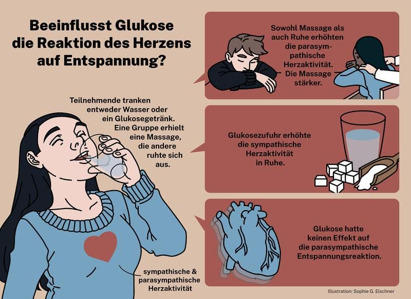 The researchers found out how glucose influences the heart's response to relaxation. | Source: Sophie G. Elschner | Copyright: Sophie G. Elschner   