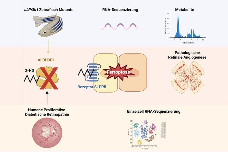 The loss of the protein ALDH3b1 alters the detoxification of the lipid aldehyde 2-hexadecenal (2-HD). 2-HD induces iron-dependent cell death (ferroptosis) in the retina, which damages the retinal blood vessels. | Copyright: Xin Qian and Jens Kroll    