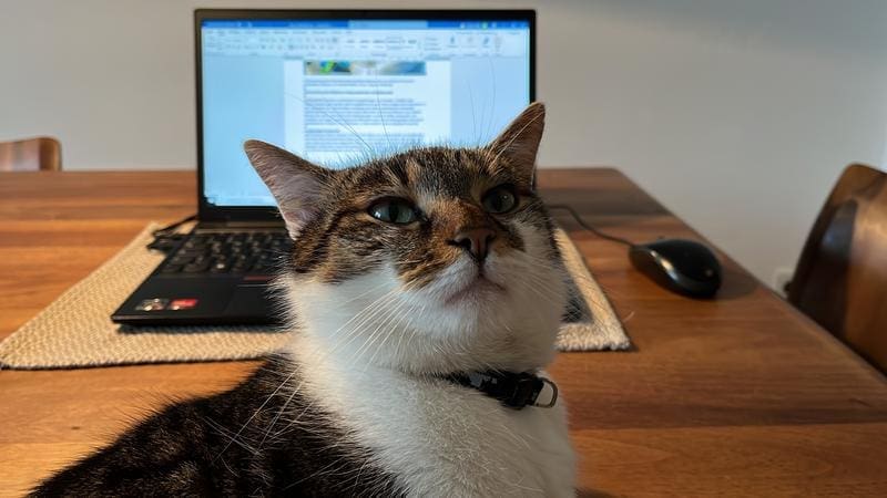 A cat in front of the laptop brings movement to the virtual meeting – and often changes the atmosphere of the conversation unnoticed | Source: Ralf Kastner