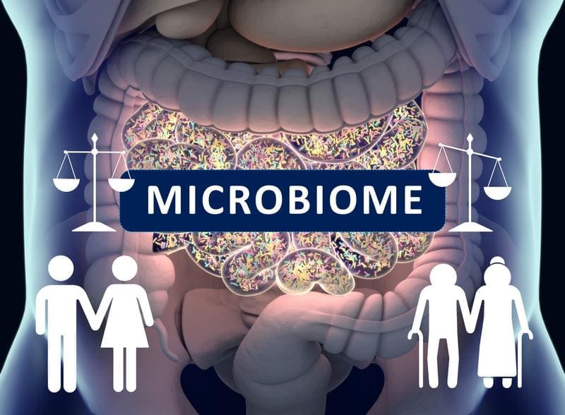 Researchers at the Leibniz Institute on Aging (FLI) in Jena suspect that the gut microbiome becomes unbalanced with age due to declining immune control, allowing certain microbes to gain the upper hand. | Copyright: (Image: FLI / Kerstin Wagner; Source: created with Biorender.com / Anatomy Insider – stock.adobe.com) 