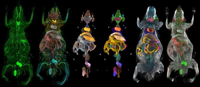 Full-Body 3D Reconstructions | Source: Ertürk Lab | Helmholtz Munich | Copyright: Ertürk Lab | Helmholtz Munich