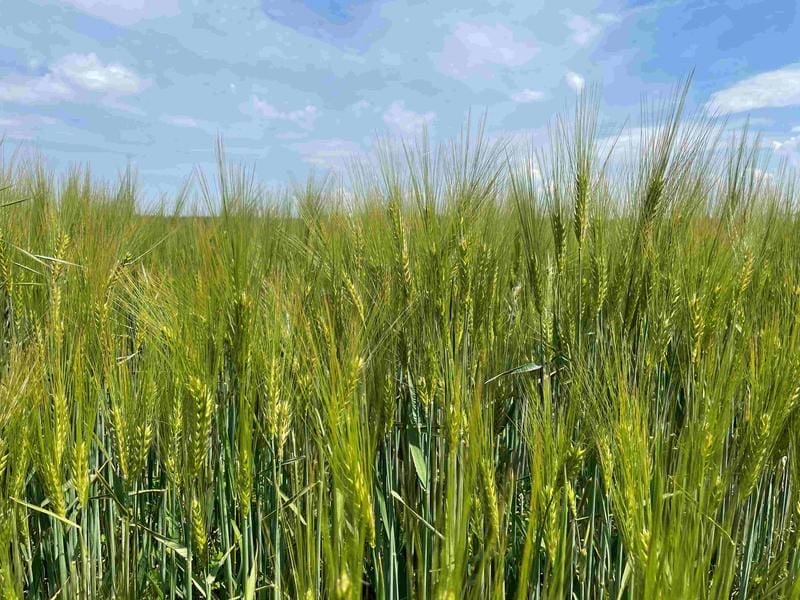 Barley | Source: Prof. Dr. Katharina Scherf | Copyright: Prof. Dr. Katharina Scherf  