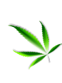 Cannabis. Credits: Pixabay