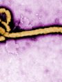 Ebolavirus | Copyright: CDC
